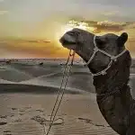 Camel in the thar desert