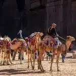 Camel Safari Tour Packages Jaisalmer– Tips For the Best Experience